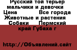 Русский той-терьер мальчики и девочки › Цена ­ 8 000 - Все города Животные и растения » Собаки   . Пермский край,Губаха г.